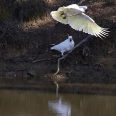 Cacatua galerita (Sulphur-crested Cockatoo) at Dunlop, ACT - 27 Jul 2014 by Alison Milton