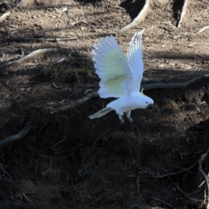 Cacatua galerita at Dunlop, ACT - 27 Jul 2014 12:36 PM