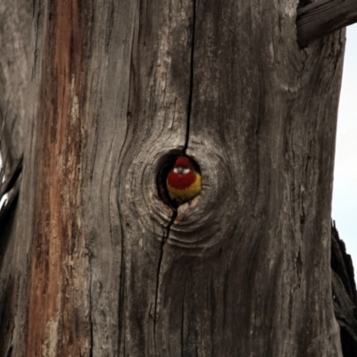 Platycercus eximius (Eastern Rosella) at The Pinnacle - 16 Aug 2014 by AlisonMilton