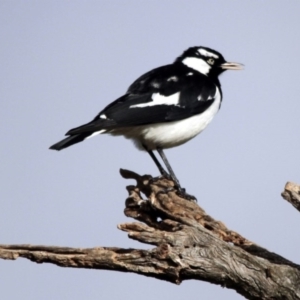 Grallina cyanoleuca at Hawker, ACT - 5 Jul 2014 11:53 AM