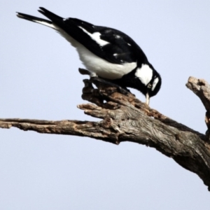 Grallina cyanoleuca at Hawker, ACT - 5 Jul 2014 11:53 AM