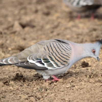 Ocyphaps lophotes (Crested Pigeon) at Hawker, ACT - 5 Jul 2014 by AlisonMilton