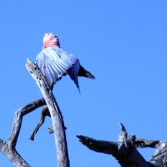 Eolophus roseicapilla (Galah) at The Pinnacle - 31 Dec 2011 by Alison Milton