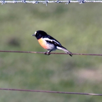 Petroica boodang (Scarlet Robin) at Hawker, ACT - 13 Apr 2014 by Alison Milton