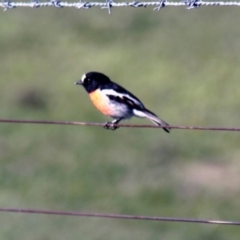 Petroica boodang (Scarlet Robin) at The Pinnacle - 13 Apr 2014 by Alison Milton