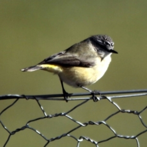 Acanthiza chrysorrhoa at Hawker, ACT - 5 Jul 2014