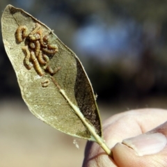 Mnesampela privata (Autumn Gum Moth) at The Pinnacle - 19 May 2013 by Alison Milton