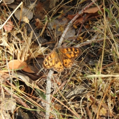 Geitoneura klugii (Marbled Xenica) at Hackett, ACT - 24 Jan 2017 by Qwerty