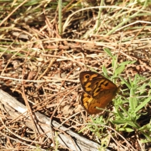 Heteronympha merope at Canberra Central, ACT - 3 Jan 2017