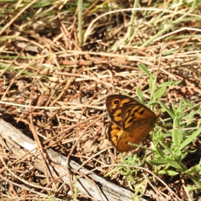 Heteronympha merope (Common Brown Butterfly) at Canberra Central, ACT - 3 Jan 2017 by Qwerty