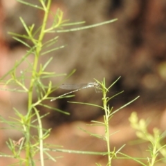 Austrolestes leda (Wandering Ringtail) at Hackett, ACT - 8 Jan 2017 by Qwerty