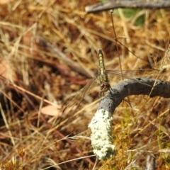 Orthetrum caledonicum (Blue Skimmer) at Mount Majura - 2 Jan 2017 by Qwerty