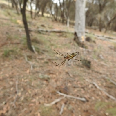 Plebs bradleyi (Enamelled spider) at Hackett, ACT - 3 Jan 2017 by Qwerty