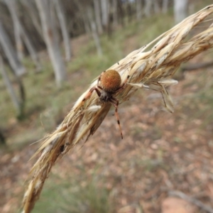 Araneinae (subfamily) at Hackett, ACT - 1 Jan 2017 12:00 AM