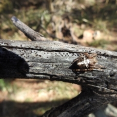 Socca pustulosa at Hackett, ACT - 3 Jan 2017