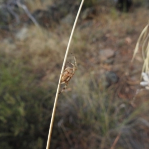 Araneidae (family) at Hackett, ACT - 15 Jan 2017 12:00 AM