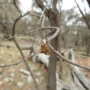 Hortophora sp. (genus) at Hackett, ACT - 1 Jan 2017