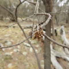 Hortophora sp. (genus) at Hackett, ACT - 1 Jan 2017