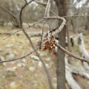 Hortophora sp. (genus) at Hackett, ACT - 1 Jan 2017