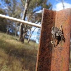 Hortophora sp. (genus) (Garden orb weaver) at Majura, ACT - 2 Jan 2017 by Qwerty