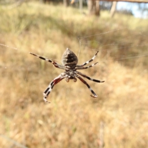 Hortophora sp. (genus) at Majura, ACT - 3 Jan 2017 12:00 AM