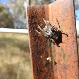 Hortophora sp. (genus) at Majura, ACT - 3 Jan 2017 12:00 AM