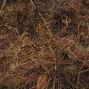 Hortophora sp. (genus) at Hackett, ACT - 26 Jan 2017