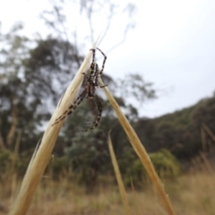 Plebs bradleyi (Enamelled spider) at Hackett, ACT - 24 Jan 2017 by Qwerty
