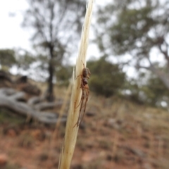 Phonognatha graeffei at Canberra Central, ACT - 25 Jan 2017 12:00 AM