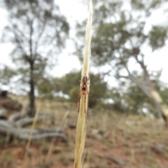 Phonognatha graeffei at Canberra Central, ACT - 25 Jan 2017 12:00 AM