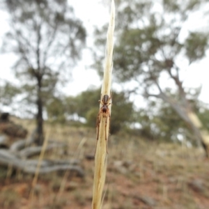 Phonognatha graeffei at Canberra Central, ACT - 25 Jan 2017