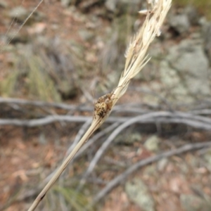 Hortophora sp. (genus) at Canberra Central, ACT - 23 Jan 2017