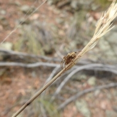 Hortophora sp. (genus) at Canberra Central, ACT - 23 Jan 2017