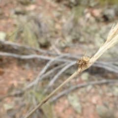 Hortophora sp. (genus) at Canberra Central, ACT - 23 Jan 2017