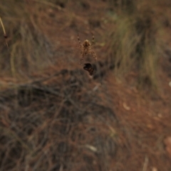 Hortophora sp. (genus) (Garden orb weaver) at Mount Majura - 25 Jan 2017 by Qwerty