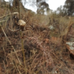 Hortophora sp. (genus) at Canberra Central, ACT - 26 Jan 2017 12:00 AM