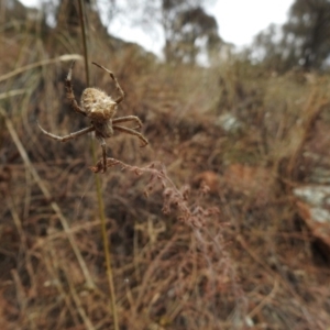 Hortophora sp. (genus) at Canberra Central, ACT - 26 Jan 2017