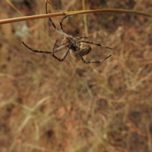 Hortophora sp. (genus) at Canberra Central, ACT - 26 Jan 2017 12:00 AM