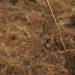 Hortophora sp. (genus) at Canberra Central, ACT - 26 Jan 2017 12:00 AM