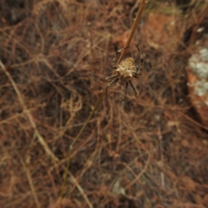 Hortophora sp. (genus) at Canberra Central, ACT - 26 Jan 2017 12:00 AM