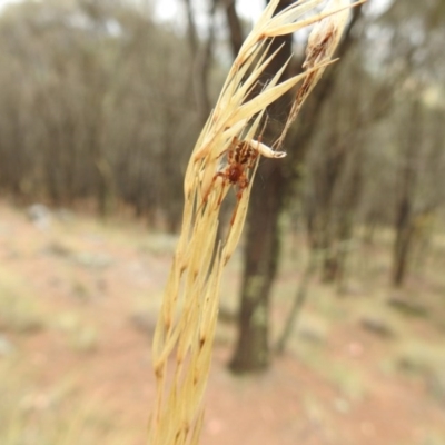 Phonognatha graeffei (Leaf Curling Spider) at Hackett, ACT - 24 Jan 2017 by Qwerty