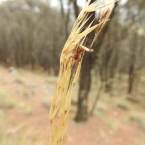 Phonognatha graeffei at Hackett, ACT - 25 Jan 2017