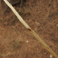 Phonognatha graeffei (Leaf Curling Spider) at Mount Majura - 25 Jan 2017 by Qwerty