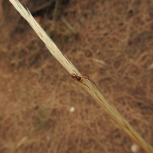 Phonognatha graeffei at Hackett, ACT - 26 Jan 2017