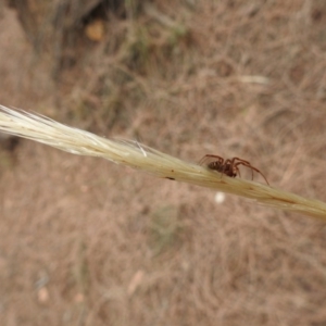 Phonognatha graeffei at Hackett, ACT - 26 Jan 2017 12:00 AM