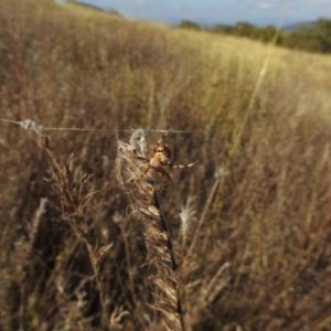 Hortophora sp. (genus) at Hackett, ACT - 23 Jan 2017 12:00 AM