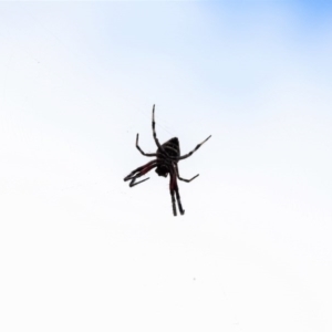 Hortophora sp. (genus) at Majura, ACT - 23 Jan 2017