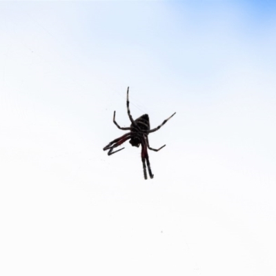 Hortophora sp. (genus) (Garden orb weaver) at Majura, ACT - 23 Jan 2017 by Qwerty