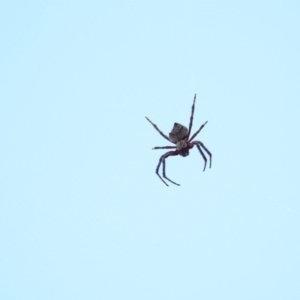 Hortophora sp. (genus) at Majura, ACT - 23 Jan 2017 12:00 AM