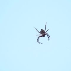 Hortophora sp. (genus) at Majura, ACT - 23 Jan 2017